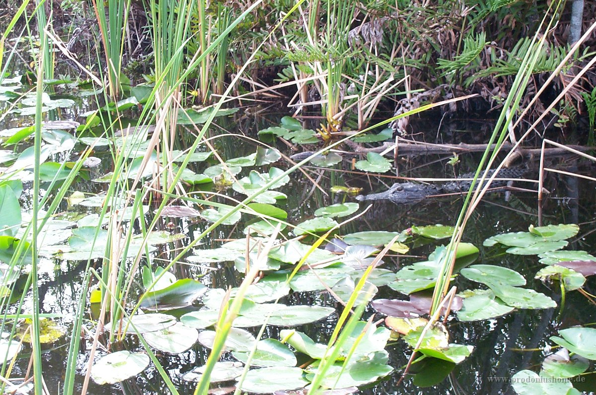 569 - Everglades - Baby Alligator