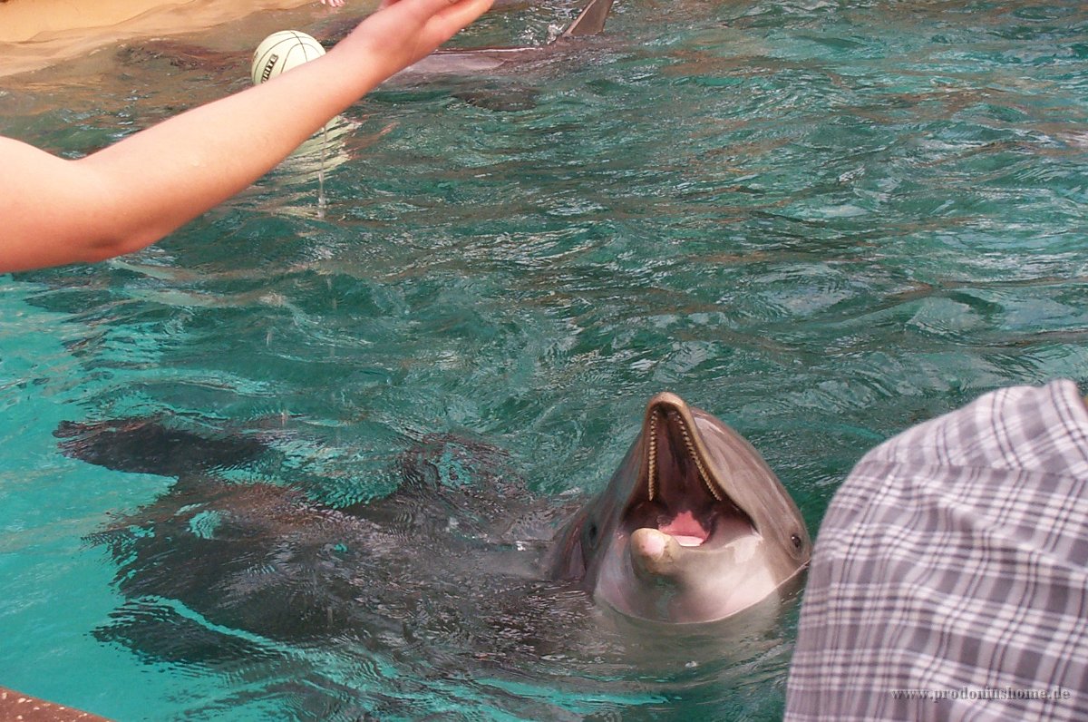 641 - Seaworld - Dolphin Cove