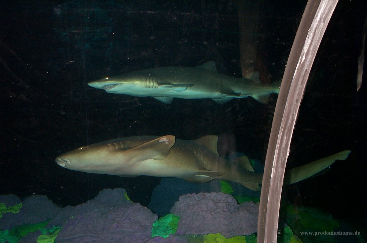 666 - Seaworld - Terrors of the Deep