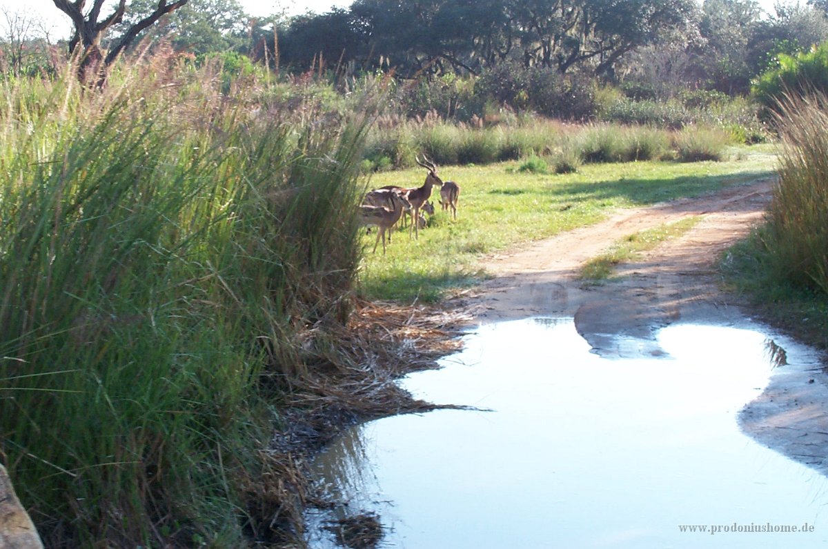 879 - Animal Kingdom - Kilimanjaro Safari