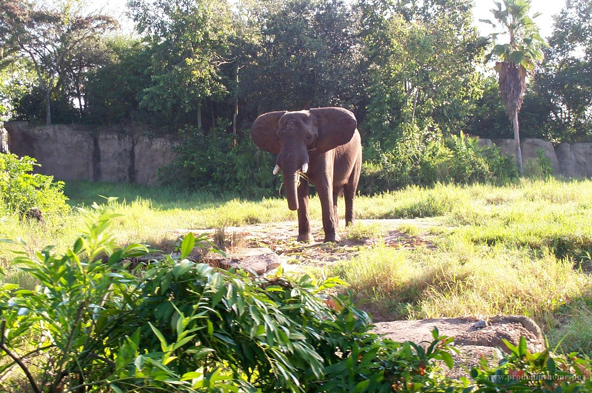 881 - Animal Kingdom - Kilimanjaro Safari