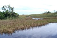 555 - Everglades.jpg