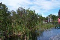 568 - Everglades - Airboat