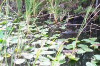 569 - Everglades - Baby Alligator