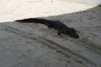 573 - Everglades - Alligator