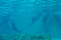 645 - Seaworld - Dolphin Cove