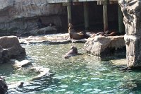 653 - Seaworld - Pacific Point Preserve.jpg