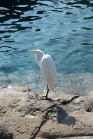 655 - Seaworld - Pacific Point Preserve.jpg