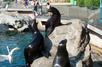 658 - Seaworld - Pacific Point Preserve.jpg