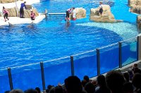 676 - Seaworld - Keywest Dolphin Stadium.jpg