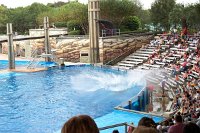 700 - Seaworld - Shamu Stadium - Splashzone (siehe Trainer mit Regenschirm).jpg