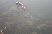 709 - Kennedy Space Center Alligator.jpg