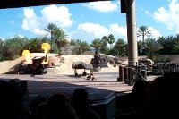 841 - MGM - Indiana Jones Stunt Spectacular