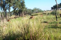 875 - Animal Kingdom - Kilimanjaro Safari