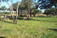 876 - Animal Kingdom - Kilimanjaro Safari