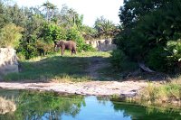 880 - Animal Kingdom - Kilimanjaro Safari