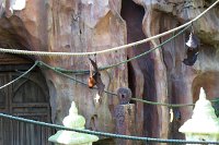 895 - Animal Kingdom.jpg