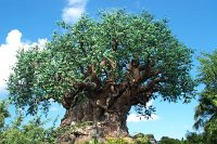 902 - Animal Kingdom - Tree of Life.jpg