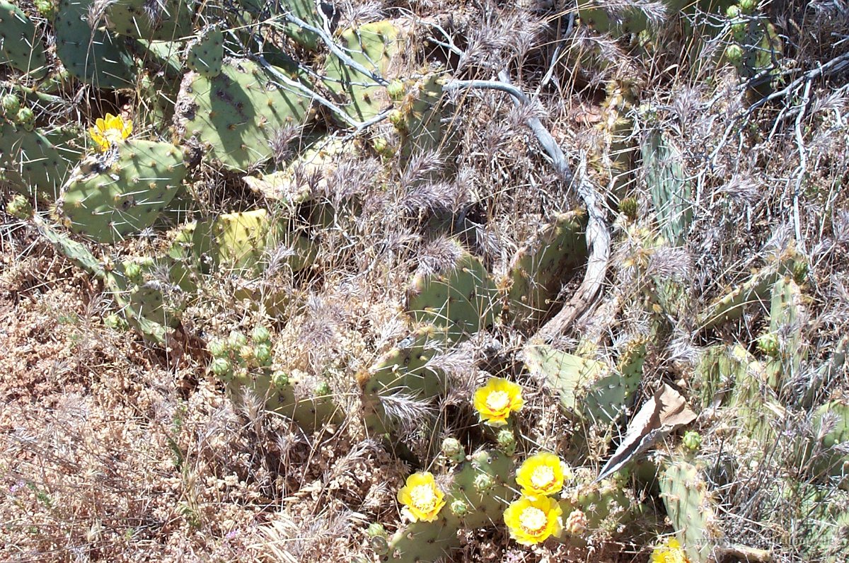 1344 - Weg von Phoenix nach San Diego - Wüstenpflanzen