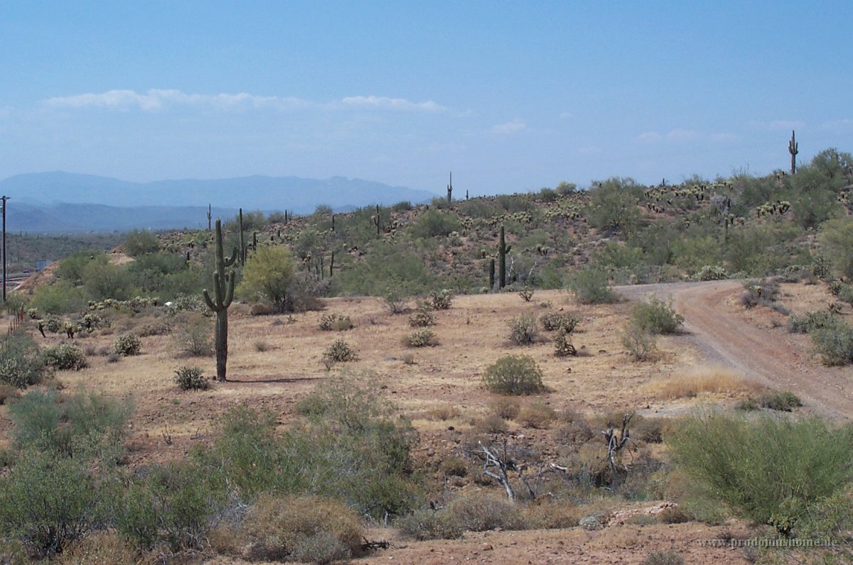 1347 - Weg von Phoenix nach San Diego - Wüstenpflanzen