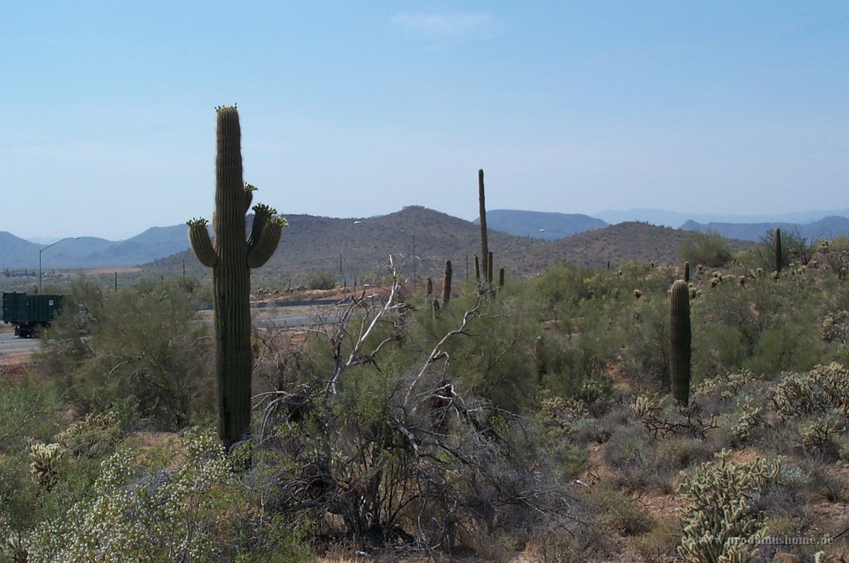 1350 - Weg von Phoenix nach San Diego - Wüstenpflanzen