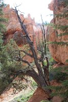 1265 - Bryce Canyon
