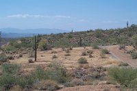 1347 - Weg von Phoenix nach San Diego - Wüstenpflanzen
