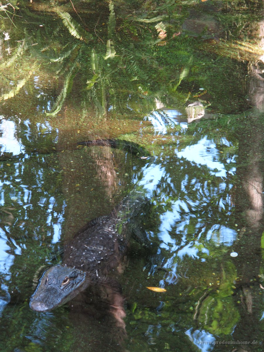 IMG 0694 - Seaworld - Alligators