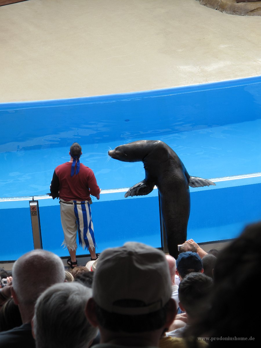 IMG 0707 - Seaworld - Sea Lion & Otter Stadium - Clyde and Seamore