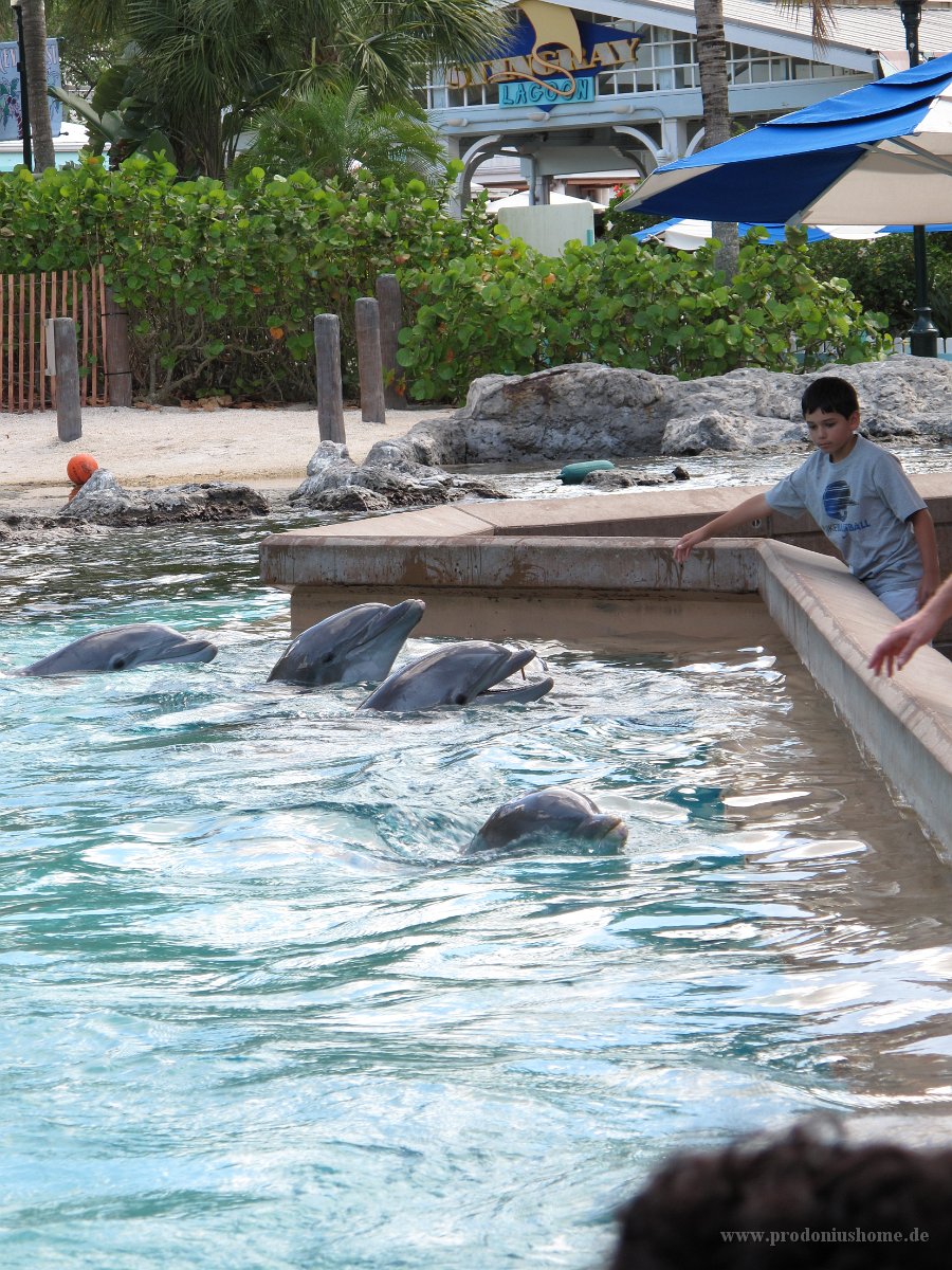 IMG 0800 - Seaworld - Dolphin Cove