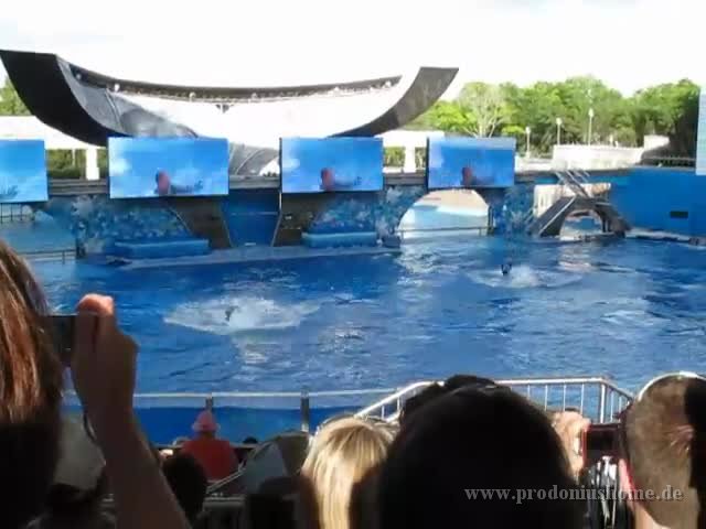 IMG 0820 - Seaworld - Shamu 1