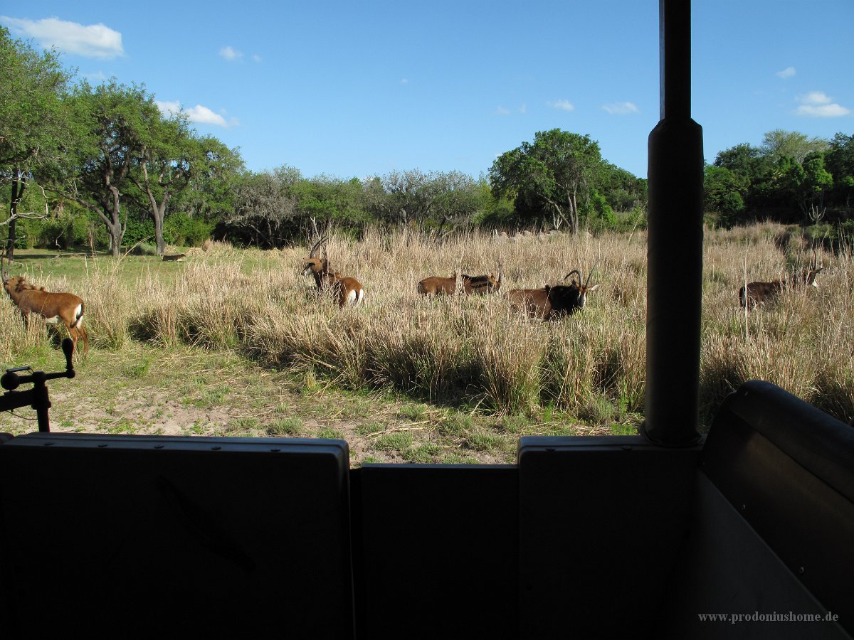 IMG 1258 - Disney Animal Kingdom - Kilimanjaro Safaris