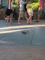 IMG_0335 - Universal Studios - Hörnchen im Einsatz.JPG