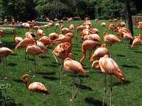 IMG 0360 - Bush Gardens - Flamingos