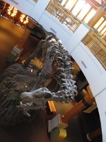 IMG_0447 - Universal Islands of Adventure - Jurassic Park Discovery Center.JPG