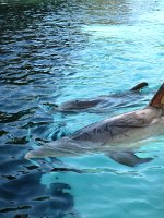 IMG_0658 - Seaworld - Dolphin Cove.JPG