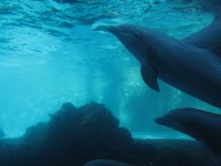 IMG 0679 - Seaworld - Dolphin Cove