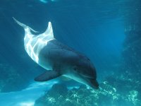 IMG 0681 - Seaworld - Dolphin Cove