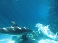 IMG 0682 - Seaworld - Dolphin Cove