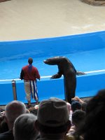 IMG 0707 - Seaworld - Sea Lion & Otter Stadium - Clyde and Seamore