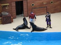 IMG_0709 - Seaworld - Sea Lion & Otter Stadium - Clyde and Seamore.JPG