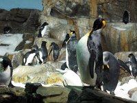 IMG 0719 - Seaworld - Penguin Encounter