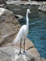 IMG_0746 - Seaworld - Pacific Point Preserve.JPG