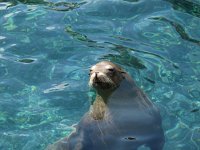 IMG_0750 - Seaworld - Pacific Point Preserve.JPG