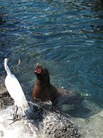 IMG_0756 - Seaworld - Pacific Point Preserve.JPG