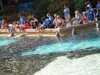 IMG_0794 - Seaworld - Dolphin Cove.JPG