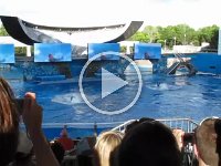 IMG_0820 - Seaworld - Shamu 1.MP4