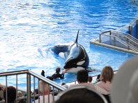 IMG_0824 - Seaworld - Shamu Stadium - Believe.JPG