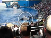 IMG_0826 - Seaworld - Shamu 2.MP4