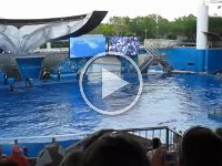 IMG 0827 - Seaworld - Shamu 3